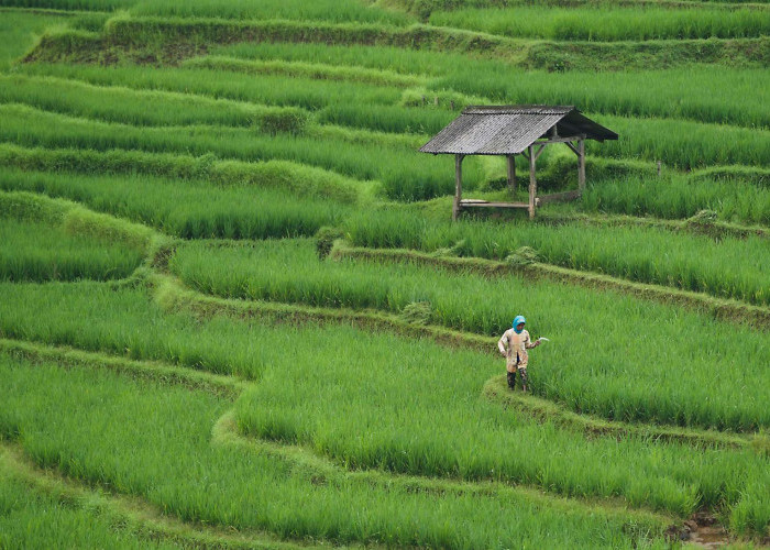 Ketika Inflasi Pangan Tak Lagi Soal Harga Melainkan Sistem :   Belajar dari Gapoktan Sri Makmur III Indramayu
