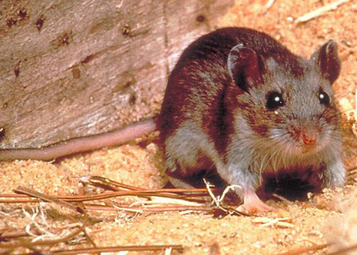 Kenali Gejala Hantavirus pada Manusia Sejak Dini dan Cara Mencegahnya