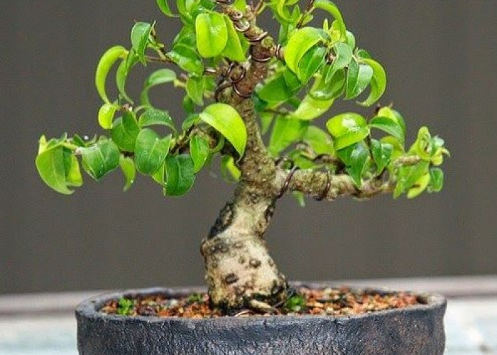 3 Tanaman Bonsai Mini yang Gampang Dirawat, Cukup Dengan Media Pot 