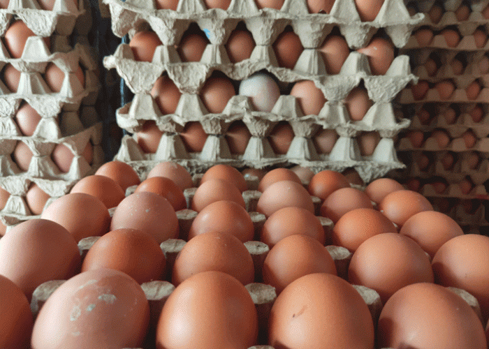 Jelang Bulan Puasa, Harga Telur Ayam Tembus Rp30 Ribu, Naik Rp2.000 Per Kilogram