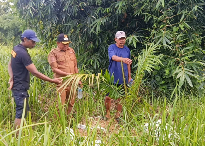 Desa Cigobang Tegaskan Sikap, Pengelola Sawit Akan Ditindak Tegas