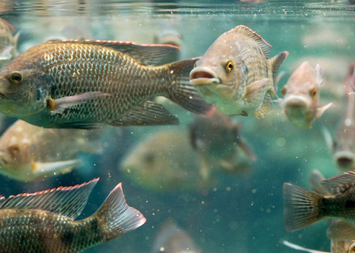 7 Jenis Ikan Nila Unggul yang Cepat Besar dan Paling Menguntungkan untuk Diternak
