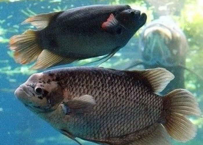 5 Jenis Ikan Konsumsi Air Tawar yang Mudah Dibudidayakan 