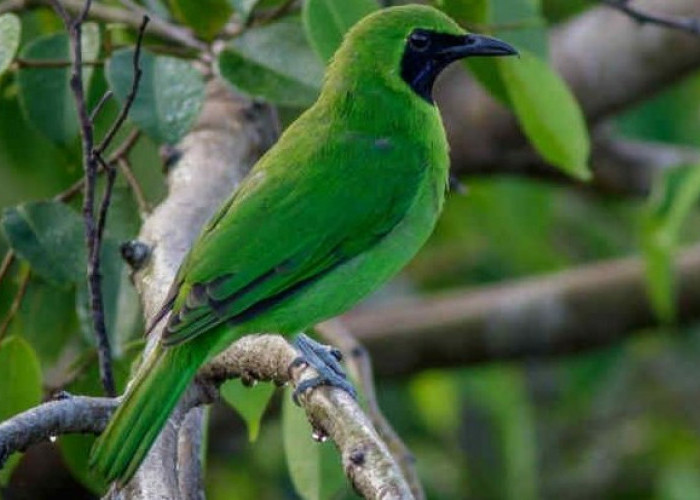 Masih Bingung Membedakannya ?, Ciri-Ciri Burung Cucak Ijo Jantan dan Betina yang Perlu Diketahui 