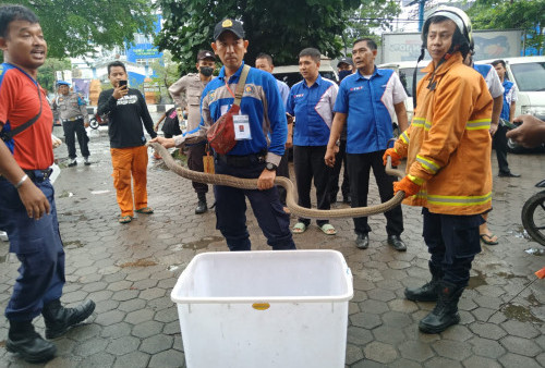 Paket Berisi Ular King Kobra Lepas, Gentayangan di Gudang  