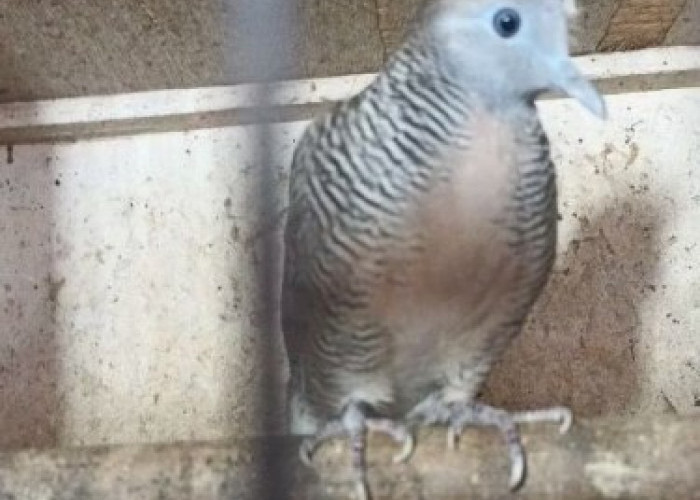 7 Jenis Perkutut Katuranggan Paling Diminati Kung Mania 