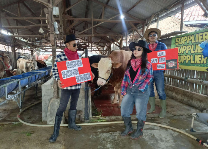 Lawan Lesu Ekonomi, Lapak Sapi Qurban di Cirebon Viral Berkat SPG Cowboy dan Konsep Mini Ranch