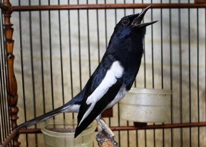 Cara Merawat Burung Kacer Agar Gacor Kicauannya, Bagi Para Pemula 