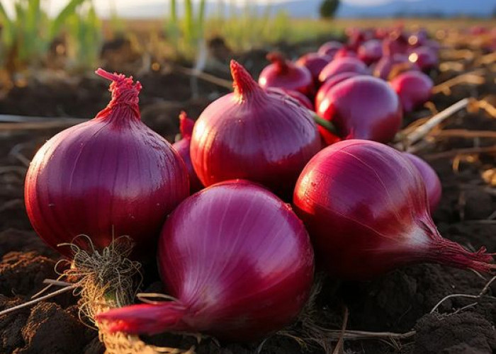 7 Manfaat Tersembunyi Bawang Merah yang Mungkin Belum kamu Tahu