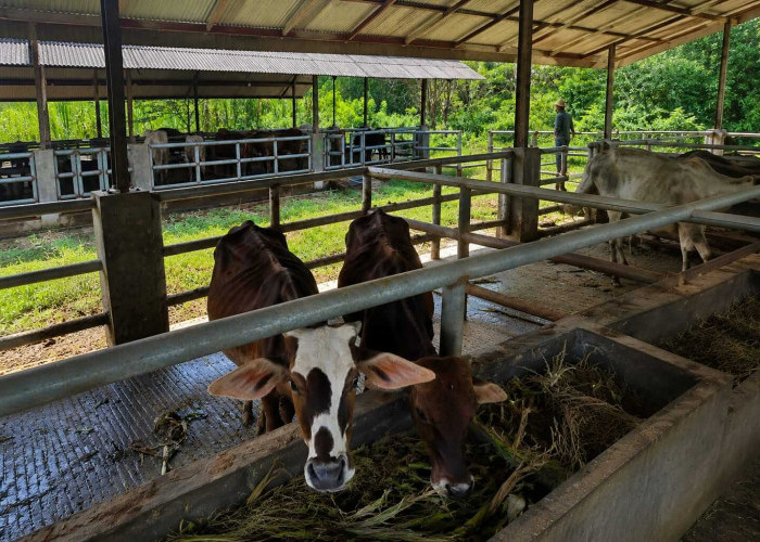 41 Sapi Pemkab Cirebon Gagal Lelang, DPRD Kritik Dinas Pertanian