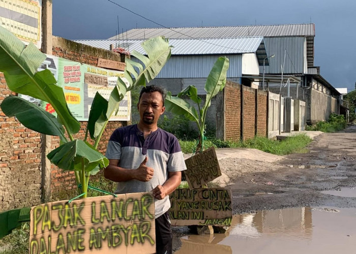 Bentuk Protes Jalan Rusak, Warga Tegalsari Plered Kabupaten Cirebon Tanam Pohon Pisang di Jalan