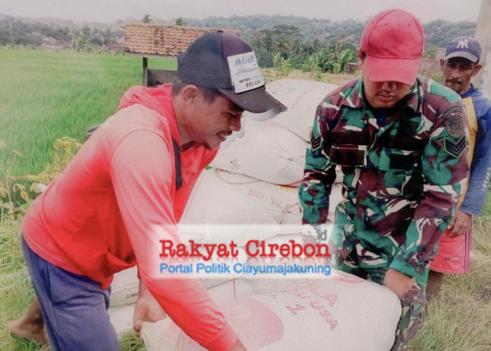 Dukung Petani, Sinergi Bulog-Kodim Kuningan Jemput Bola Kawal Harga Gabah