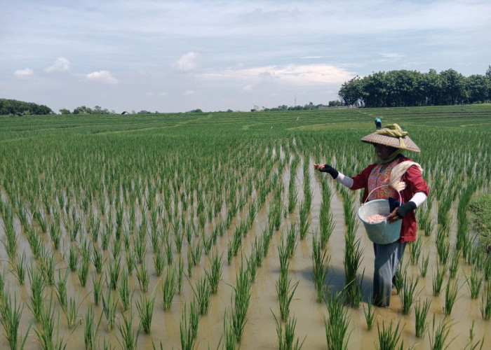 Bisnis Kaveling Ilegal di Kabupaten Cirebon Merajalela, HKTI Desak Perlindungan Lahan Hijau Abadi