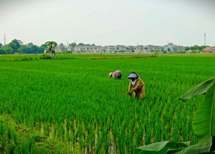 Program Asuransi Ditinggalkan Petani