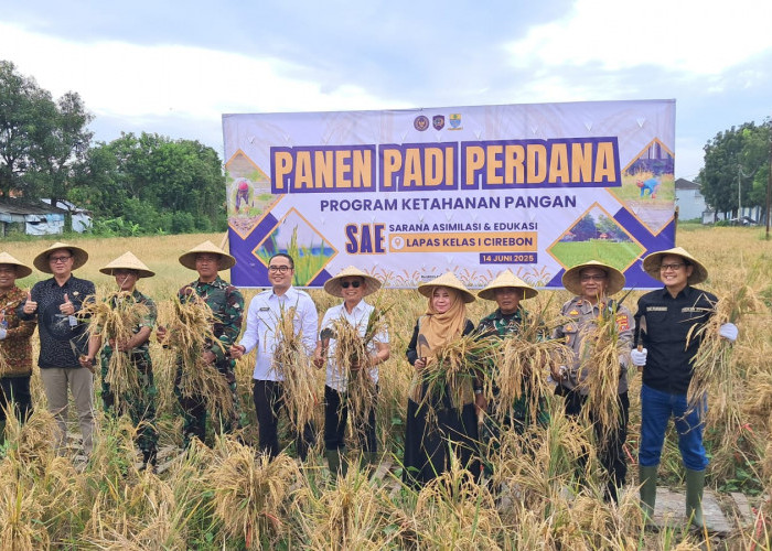Panen Perdana Lapas Kelas I Cirebon Wujudkan Dukungan Program Ketahanan Pangan Nasional