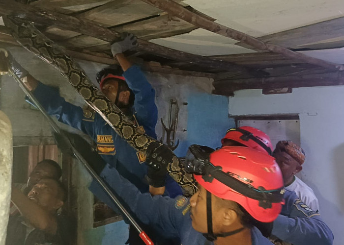 Geger Sanca Kembang di Plafon Rumah Warga, Damkar Turun Tangan