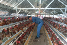 Pemdes Tuk Karangsuwung Dorong Program Ketahanan Pangan Ayam Petelur