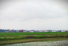 Ribuan Hektare Sawah Lenyap, Jadi Kawasan Permukiman