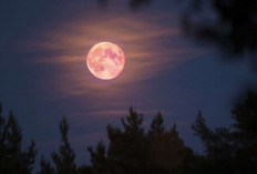 Mengapa Disebut Pink Moon? Inilah Fakta Unik dan Mitos di Balik Purnama April
