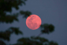 Fenomena Pink Moon 2 April 2026, Cek Jadwal Puncaknya di Langit Indonesia