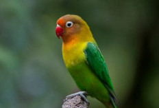 Jangan Sembarangan Melepasliarkan, 4 Alasan Burung Lovebird Tangkaran Tidak Boleh Dilepasliarkan Sembarangan 