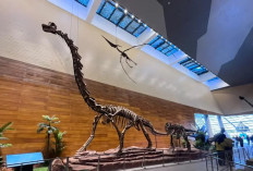 Museum Tahir Solo: Destinasi Wisata Edukasi dan Budaya Terbaru di Surakarta