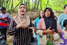 Ketua DPRD Cirebon Tinjau Sawit di Cigobang, Dorong Penggantian Tanaman Ramah Lingkungan