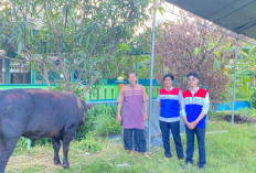 Jelang Kurban Idul Adha, PGN Salurkan 1 Sapi dan 12 Kambing di Cirebon