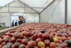 Meretas Sunyi di Puncak Bumi Parahyangan, Kisah Petani Kopi Java Buana Ciremai Merebut Kedaulatan Rasa
