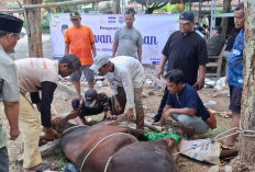 Herman Khaeron Gandeng H Agus Maksum Salurkan Hewan Kurban untuk Warga Pasaleman