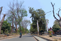 Hati-hati, Banyak Pohon Kering dan Lapuk Mudah Roboh