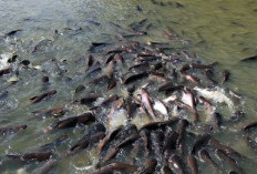 Pasti Joss, 4 Umpan Galatama Lele yang Ampuh Untuk Memancing Lele Galatama Babon 