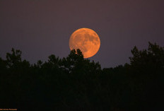 Apa Itu Harvest Moon? Fenomena Bulan Purnama Panen dan Penjelasan Ilmiahnya