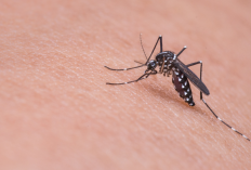 Pengaruh Perubahan Iklim dengan Perkembangbiakan Nyamuk