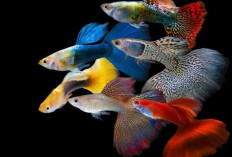 5 Jenis Ikan Hias Kecil yang Bisa Dipelihara, Tidak Kalah Cantik Dengan Ikan hias Besar 