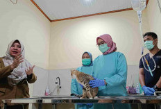 Layani Pemeriksaan Hewan Peliharaan, Puskeswan Ikut Sumbang PAD