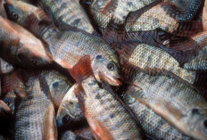 Trik Menghilangkan Bau Tanah pada Ikan Nila Sebelum Dimasak Agar Daging Lebih Gurih