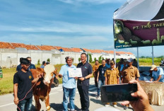 PT TKG Taekwang Cirebon Salurkan Hewan Kurban untuk Masyarakat Sekitar