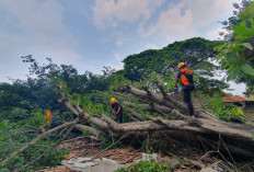 Pohon Tumbang Dominan Selama 2025, Disusul Rumah Ambruk