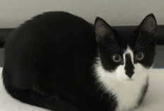  Apa Itu Cat Loaf, Dibalik Pose Menggemaskan Ternyata Memiliki Arti 