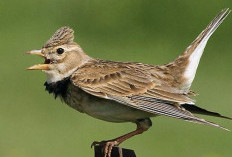 Masih Belum Banyak Diketahui, Cara Membedakan Burung Branjangan Jantan dan Betina 