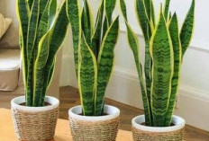 5 Rekomendasi Tanaman Hias Pembawa Keberuntungan yang Perawatannya Mudah 