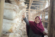 Kisah Perempuan Ahmadi Manislor Jaga Ketahanan Ekonomi Keluarga Lewat Budidaya Jamur Cokelat