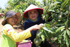 Siti Farida Panen Mangga bersama Poktan Hortipark Agrigardina