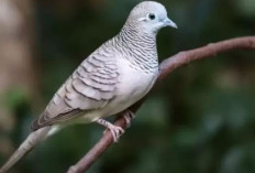 Inilah Perbedaan Burung Perkutut Jantan dan Betina, Menarik Diketahui 