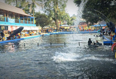 Berenang Bersama Ikan Dewa! Inovasi Baru Taman Narayana dan Situ Batu Gajah Percantik Wisata Cibulan