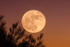 Kapan Harvest Moon Terjadi? Jadwal Fenomena Bulan Purnama Panen Terbaru