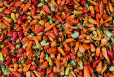 Harga Bahan Pangan Hari Ini Turun: Cek Harga Cabai Hingga Beras