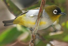 5 Jenis Burung Pleci Serta Macam – Macam Makanannya 