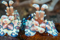5 Jenis Udang Pembersih Aquarium Laut, Sangat Berguna Sebagai Pembersih 